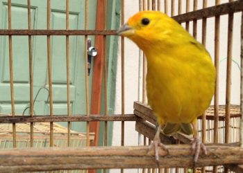 Apreendidas 92 aves protegidas em mercado negro