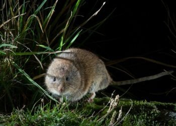 Descoberta nova espécie de mamífero em Portugal