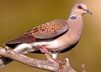 Lista vermelha tem mais duas espécies ameaçadas em Portugal