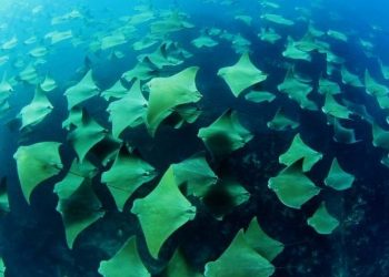 Fluviário de Mora abriu portas a novos moradores