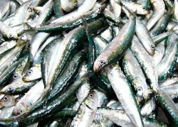 Bruxelas não vai intervir na gestão dos stocks de sardinha