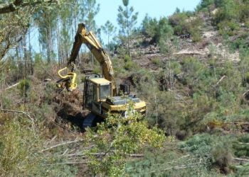 Quercus denuncia eucaliptal ilegal na Reserva Ecológica Nacional sem atuação do ICNF