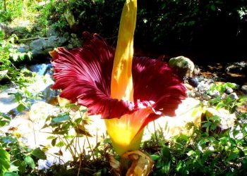 Flor rara com cheiro a cadáver floresce no sul da Austrália