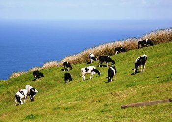 Novos apoios de Bruxelas para produtores açorianos entram hoje em vigor