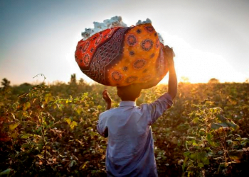 Ikea utiliza algodão de fontes mais sustentáveis