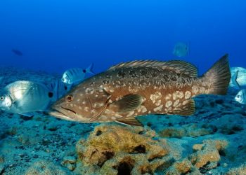79% das espécies piscícolas em vias de extinção ignoradas pelos governos do Atlântico nordeste