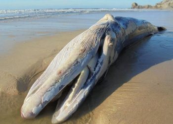 Duas baleias dão à costa em praias de Lisboa