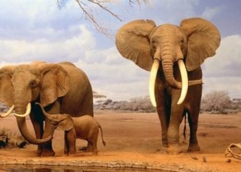 Moçambique e Tanzânia na mira das Nações Unidas por tráfico ilegal de marfim