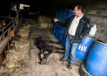 Apreendido gado que estava a morrer à fome