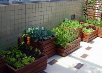 Câmara do Seixal ensina população a fazer pequenas hortas dentro de casa