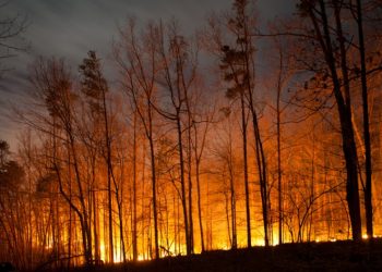 Aprovado Plano Municipal de Defesa da Floresta Contra Incêndios em Olhão