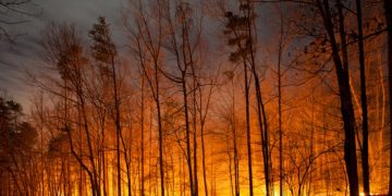 Aprovado Plano Municipal de Defesa da Floresta Contra Incêndios em Olhão