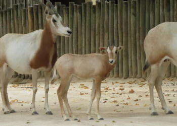 Nasceram duas crias de uma espécie extinta no Jardim Zoológico de Lisboa