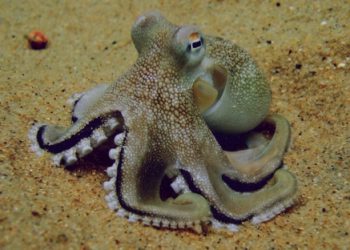 Portugal prepara exportação de polvo vivo para o extremo oriente