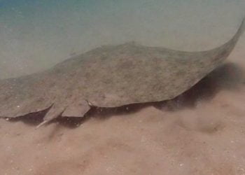 Países do Atlântico nordeste não consideram urgente proteção de espécies em risco de extinção