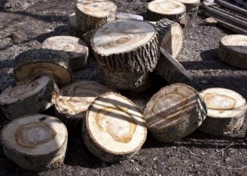 Dirigente de área protegida da Guiné-Bissau suspenso por causa de corte de árvores