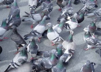 Concelho da Moita com praga de pombos