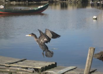 Águas da Região de Aveiro atinge valor de água não faturada de apenas 20%