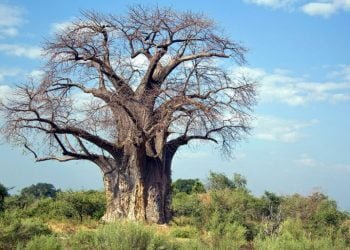 Angola tem agora três lagartos-espinhosos