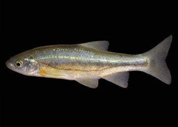 Fluviário de Mora parceiro de projeto de conservação da Boga de Lisboa