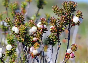 Câmara de Aljezur cria estação de biodiversidade