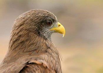 Milhafre-preto vai ser devolvido à natureza