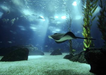 Oceanário de Lisboa é o primeiro aquário europeu a reproduzir uges-redonda