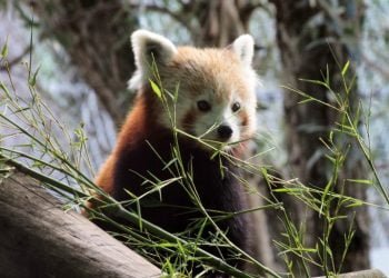 Páscoa divertida no Zoo com Panda do Kung Fu