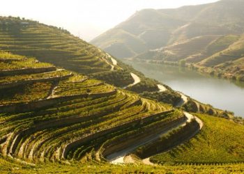 Quercus em parceria europeia para a proteção da biodiversidade na viticultura