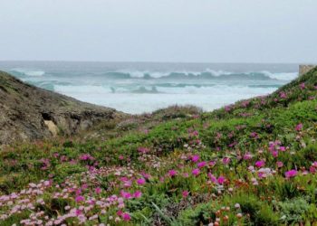 Plantas adaptam-se melhor do que o esperado às mudanças climáticas