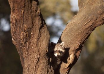 Monte Selvagem celebra a Natureza no Dia Internacional do Planeta Terra