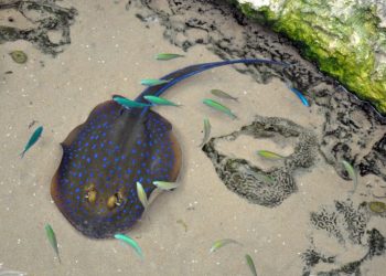 Oceanário de Lisboa financia fundo genético europeu para conservação de espécies aquáticas