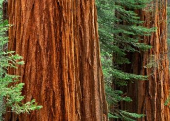 Alterações climáticas ameaçam sobrevivência de árvores gigantes e antigas