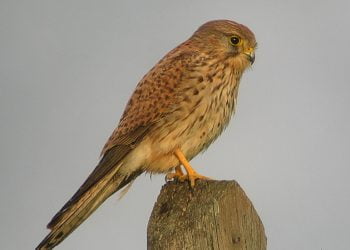 Falcões estão de volta