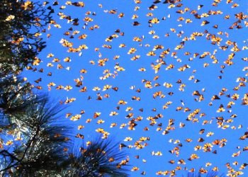O “mistério” da migração das borboletas monarcas tem explicação?