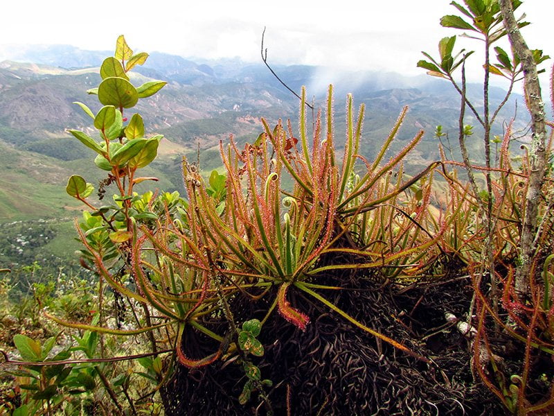 Drosera magnífica @Paulo M. Gonella