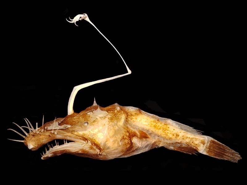 Lasiognathus dinema @Theodore W. Pietsch, University of Washington