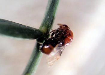 Quercus pede suspensão da introdução da Vespa da acácia-de-espigas