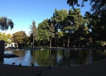 Vamos falar das árvores? Das podas à biodiversidade, é dia de as descobrir