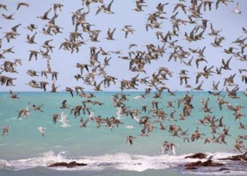 Aves migratórias têm população em declínio