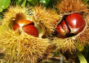 Luta contra praga da vespa do castanheiro está em curso em 30 municípios