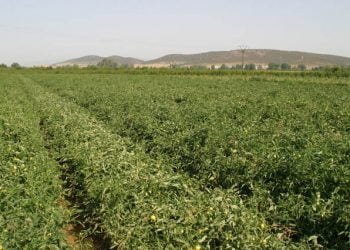 Retirada de fitofarmacêuticos leva a queda de 810 milhões de euros no rendimento agrícola