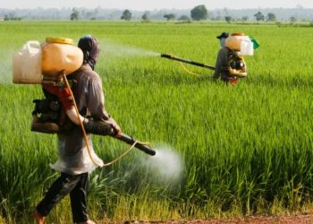 Estudo da ONU diz ser “pouco provável” que glifosato provoque cancro pela alimentação