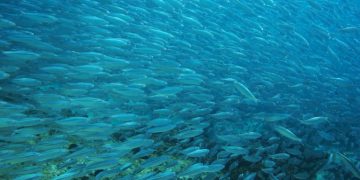 Amanhã é o Dia Mundial dos Peixes Migradores