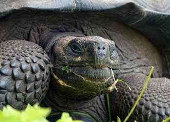 Cientistas divulgam TOP 10 de novas espécies