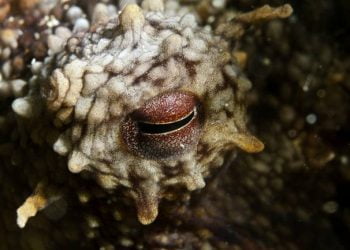 Polvos, chocos e lulas poderão ser beneficiados na reprodução por aquecimento global