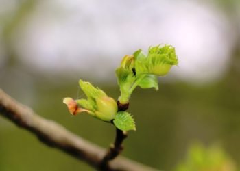 Autarquia apoia produtores na luta biológica contra a vespa das galhas do castanheiro