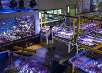 Digitalização ajuda a proteger a Grande Barreira de Coral na Austrália