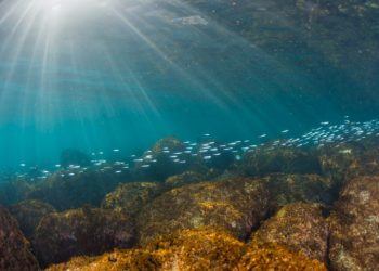 Centro Colombo celebra o Dia Mundial dos Oceanos