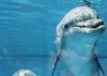 Conservação ativa dos Oceanos no Jardim Zoológico